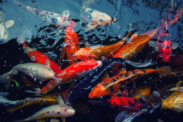 Польза или вред: почему некоторые сорта рыбы лучше исключить из рациона