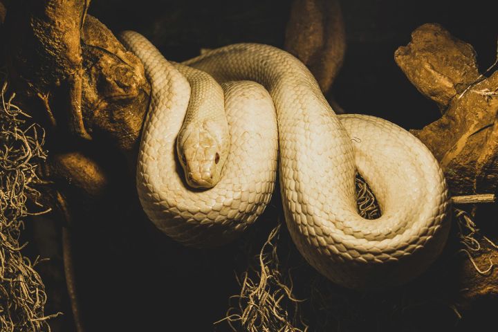 Укусила змея: что категорически запрещается делать