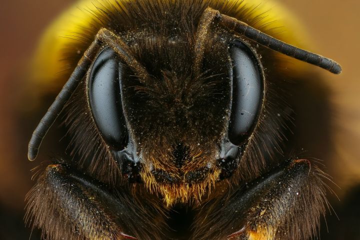 Учёные рассказали, почему мы можем остаться без мёда в ближайшем будущем