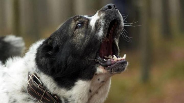 В Чечне домашняя собака насмерть загрызла девятилетнюю девочку