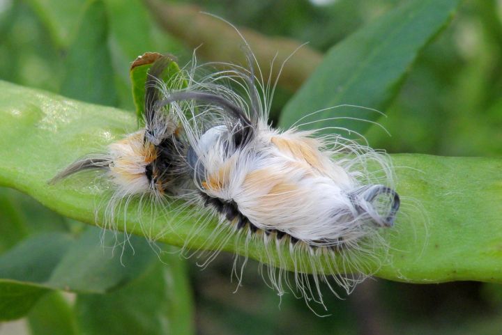 Опасный герой: в яде самой ядовитой гусеницы нашли компонент, нужный для лекарства от рака