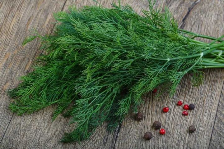 Немного об укропе: как хранить, как заготовить на зиму и кому нельзя его есть