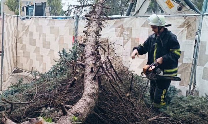 В Луганске на забор возле здания ЛЭО упала ель
