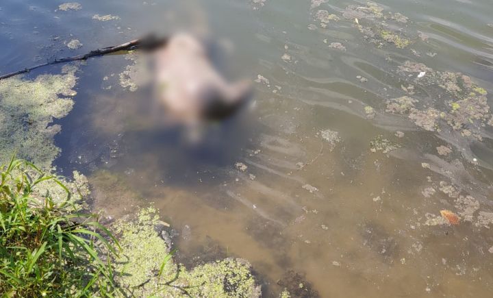 Из пруда «Франко» в ЛНР достали тело неизвестного мужчины