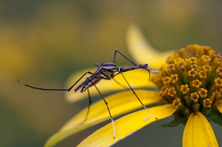 Будьте осторожны: врач назвал шесть вирусов, которые переносят «боевые комары»