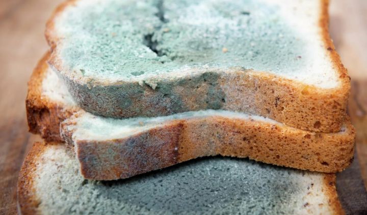 Чем опасен грибок и плесень на продуктах питания? Отвечает Роскачество