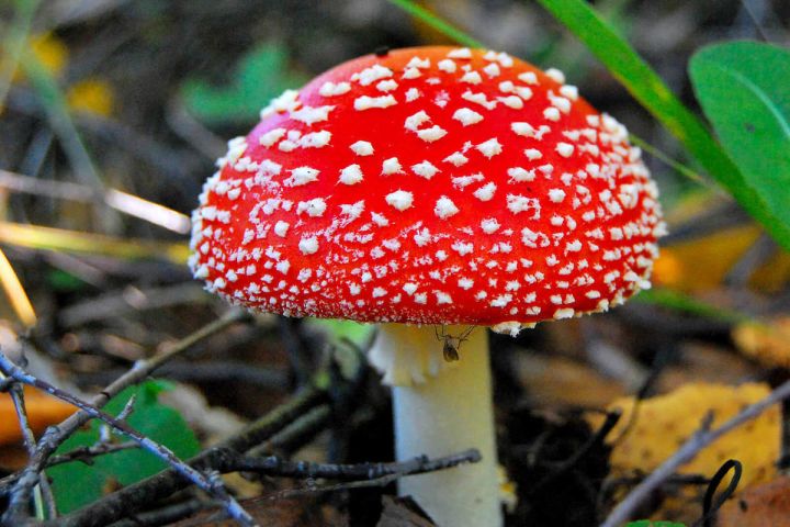 Галлюциногенные грибы: в России предложили приравнять мухоморы к наркотикам