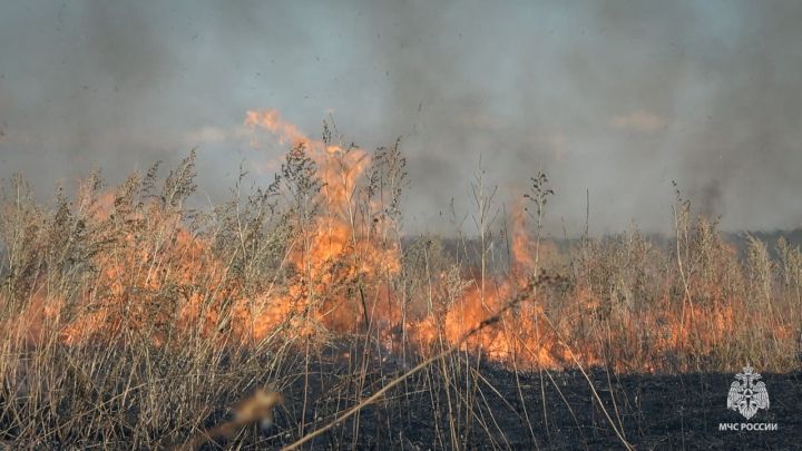 За сутки в ЛНР произошло 39 пожаров в экосистемах: выгорело более 80 га сухотравья