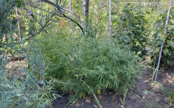 Жителю Суходольска светит срок за выращивание конопли