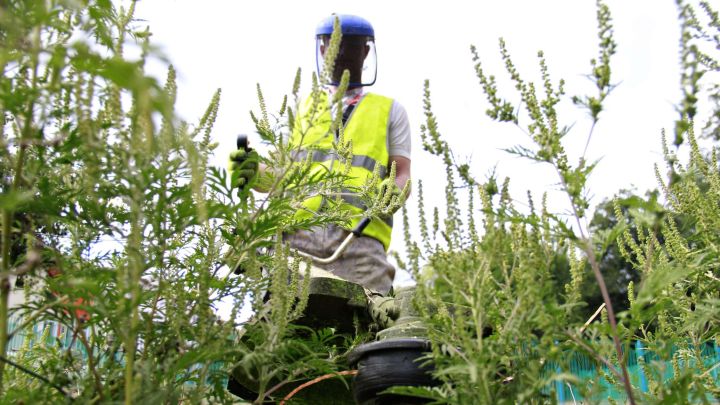 Стоп амброзия: жителей ЛНР призывают сообща бороться с карантинными сорняками
