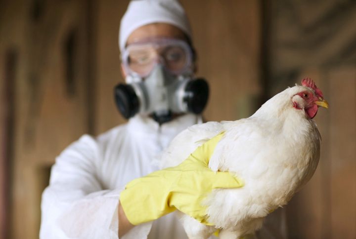 В России растет заболеваемость птичьим гриппом