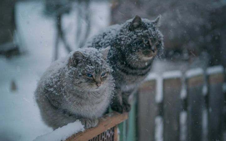 Первый снег прогнозируют в Москве уже на этой неделе