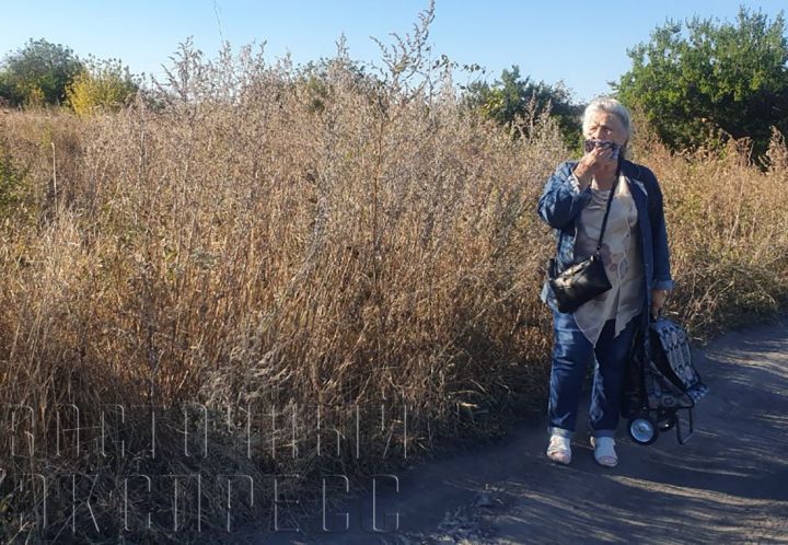 Амброзия – пища богов или пыльца нечистой силы для жителей Свердловска?