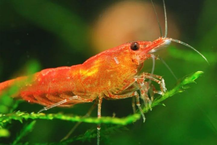 Будьте осторожны: в Крыму учёные обнаружили креветку-убийцу