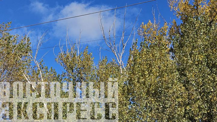 История длиной в 11 лет: как Алексей Михайлович из Свердловска с аварийным тополем боролся