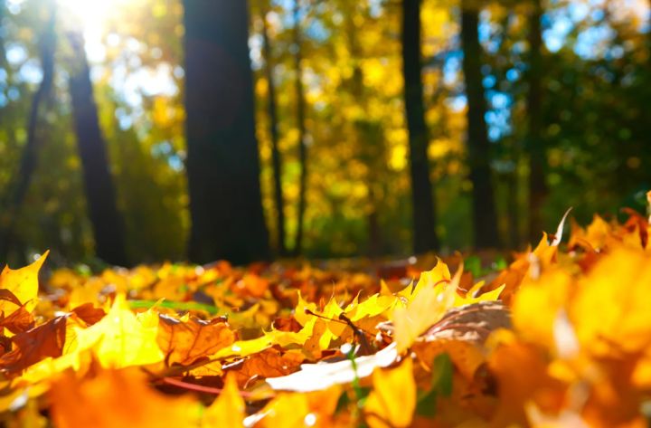 Тепло и без осадков: прогноз погоды в ЛНР на 1 ноября