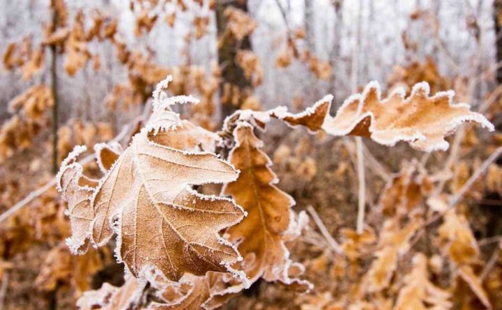 Похолодание и дождь ожидаются в ЛНР 3 ноября