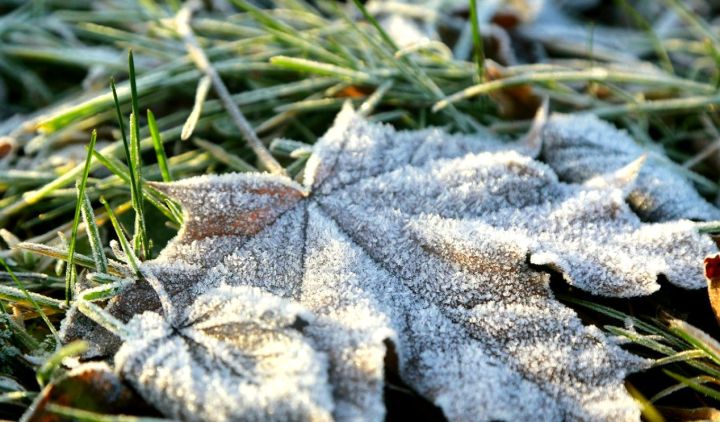 Заморозки ночью, а утром туман: синоптики сообщили о прогнозе погоды в ЛНР 8 ноября