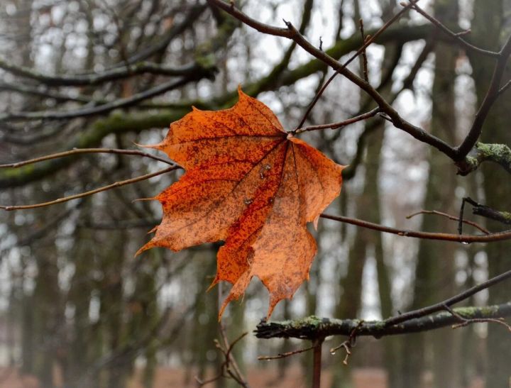 Зима всё ближе: в ЛНР к выходным значительно похолодает