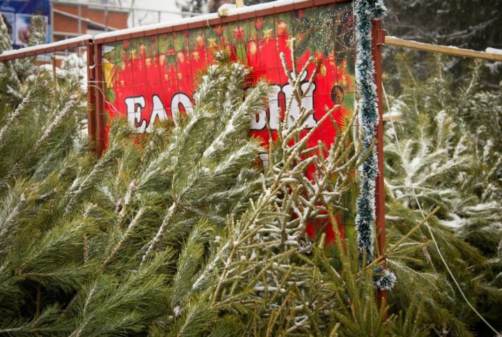 Стало известно, сколько будут стоить новогодние ёлки в 2023 году