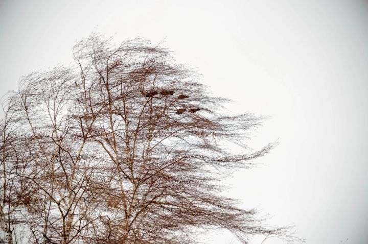 МЧС ЛНР объявило о штормовом предупреждении на 27 ноября в связи с очень сильным ветром