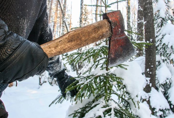 Можно попасть в тюрьму или получить штраф: какая ответственность ждёт за незаконную рубку хвойных деревьев?