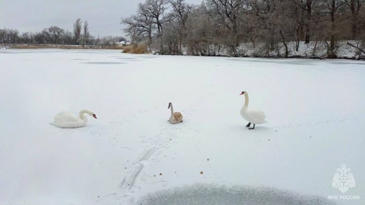 Спасатели вызволили вмерзших в лёд лебедей в одном из городов ЛНР