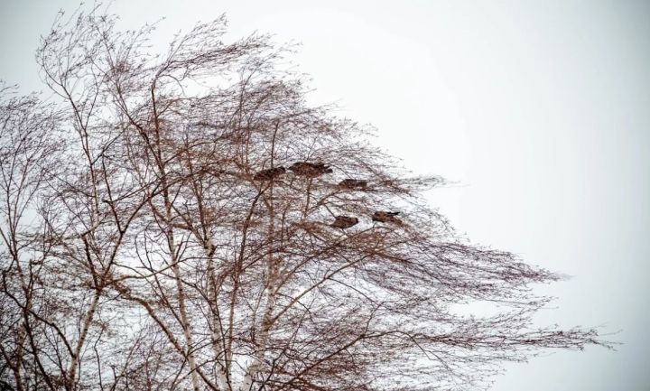 До +10°С и сильный ветер: прогноз погоды в ЛНР на 2 января