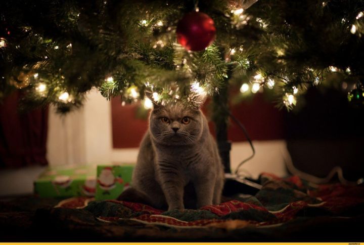 Нарядное дерево больше не привлечет пушистого: как отвадить кота от новогодней ёлки?
