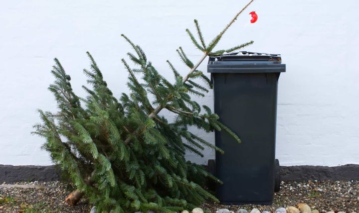 Куда жителям ЛНР девать ёлки после новогодних праздников?