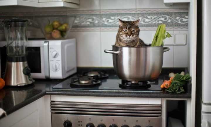 Голод не тётка: в российском городе пять кошек включили плиту и спровоцировали пожар
