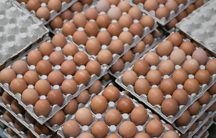 Это те, которые по 200 рублей? В российском регионе нашли огромную свалку куриных яиц