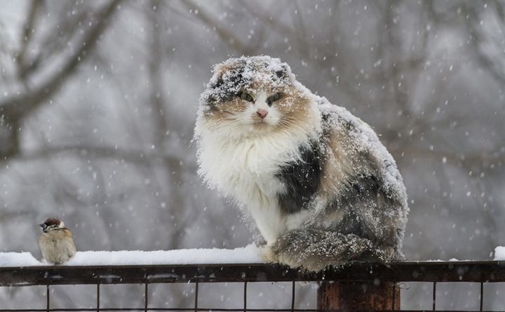 Мокрый снег с дождём, туман и гололёд: МЧС ЛНР предупреждает о резком ухудшении погоды 9 февраля