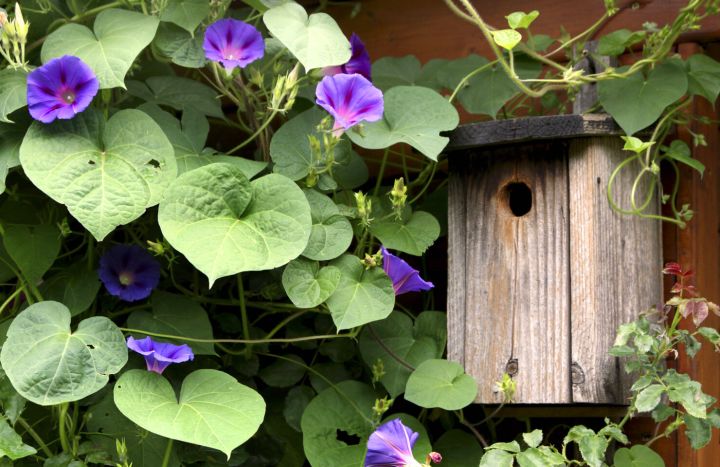 Внимание, дачники: за выращивание популярных цветов в ЛНР теперь можно получить реальный срок