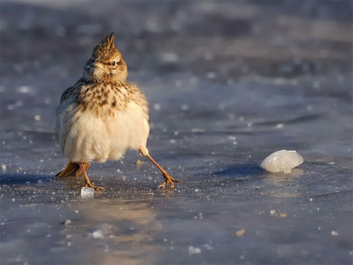 Мороз и гололедица ожидаются в ЛНР 24 февраля