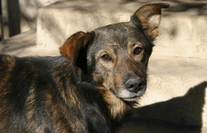 «Как таких т****й носит земля»: в Свердловске живодёры выкололи глаза псу, который находился под присмотром зоозащитников