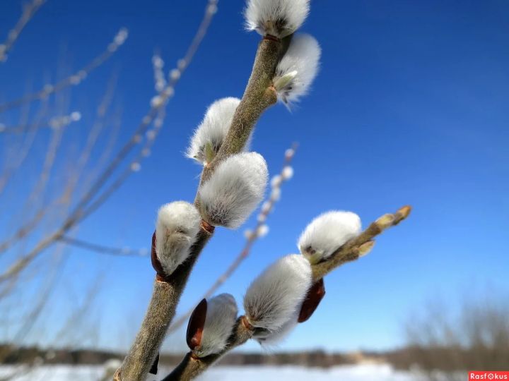 В первый день весны в ЛНР придёт потепление и солнце
