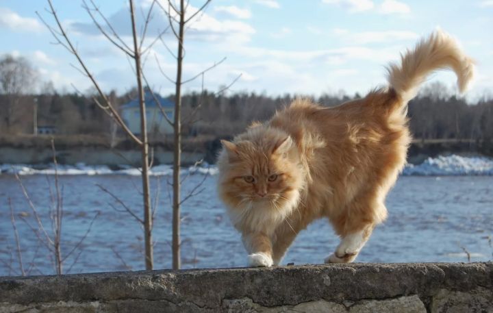 Штормовое предупреждение действует по территории ЛНР 2 марта