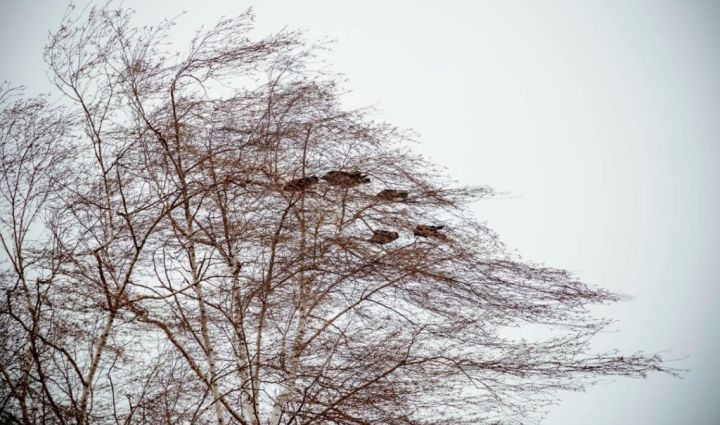 Внимание, жители ЛНР! Штормовое предупреждение объявлено в Республике на 3 марта
