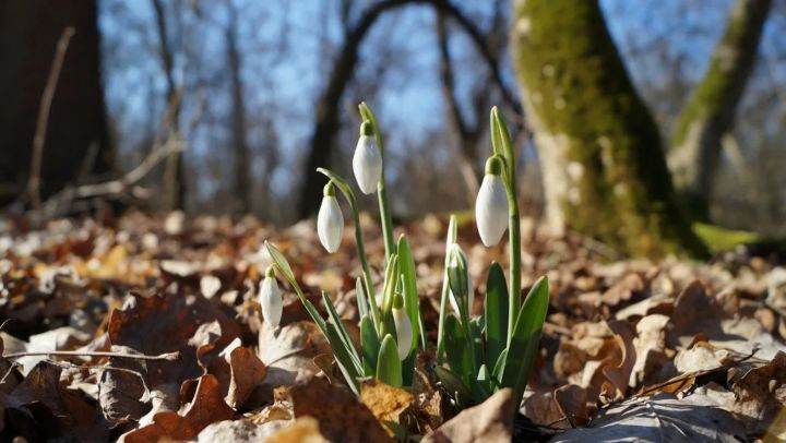 Весна на подходе: в ЛНР 5 марта воздух прогреется до +9