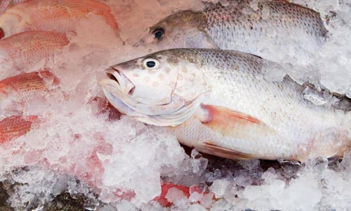 В ЛНР ограничили ввоз мороженой рыбы: в продукции нашли запрещённые вещества