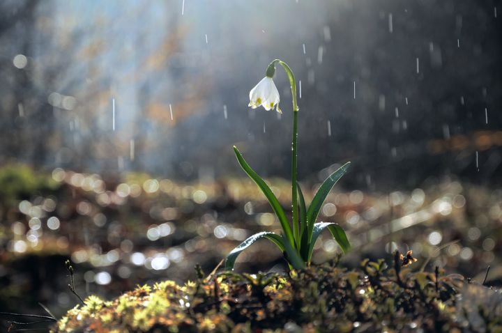 Утром туман, днём небольшой дождь: синоптики рассказали о погоде в ЛНР 27 марта