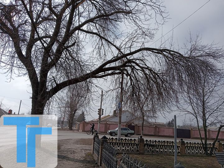 Озеленение, которое может убить: как старые деревья угрожают жизни свердловчан