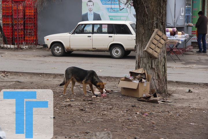 Бродячие собаки «атакуют» краснодонцев: откуда они берутся и как решить проблему