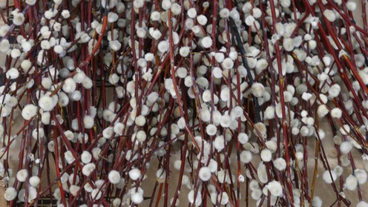 Вербное воскресенье: традиции праздника, значение веточек и когда празднуется в 2024