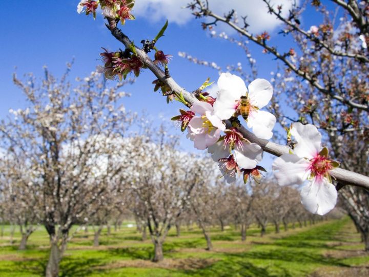 Аномально тёплая погода: до +26 прогнозируют в ЛНР 2 апреля