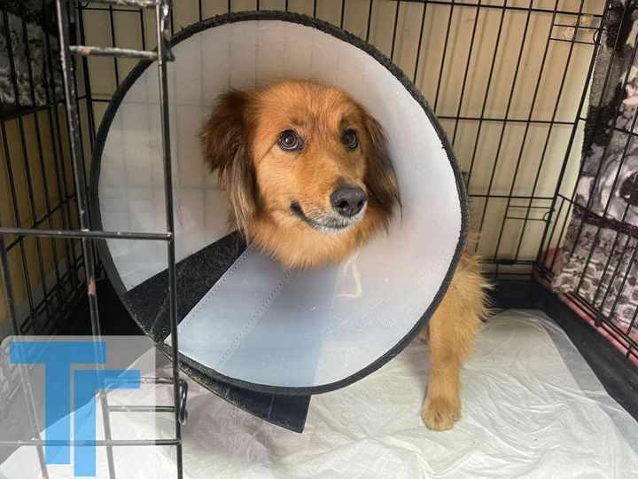 Закапывали живьём, травили и оставляли на цепи одних: истории, как свердловчане «избавляют» город от бездомных собак