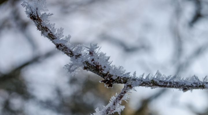 Первый заморозок ожидается в ЛНР 5 апреля