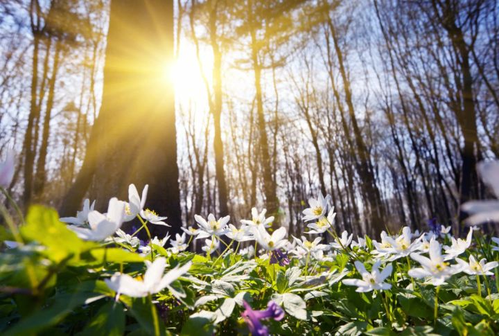 Не по сезону жарко: температура воздуха в ЛНР 9 апреля прогреется почти до +30