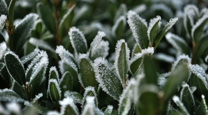 Экстренное предупреждение! В ЛНР ночью и утром 20 апреля прогнозируют заморозки